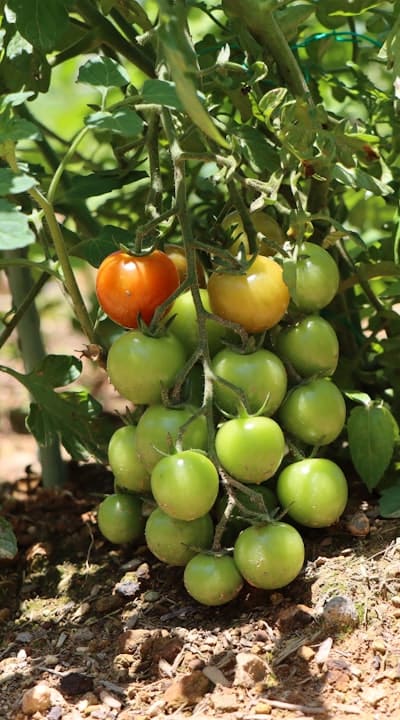 A close-up of a sprouting monocot seed