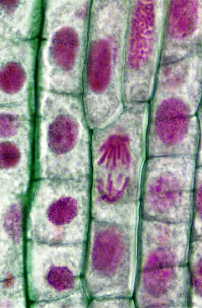 Nutrient-rich endosperm sustains embryos early growth