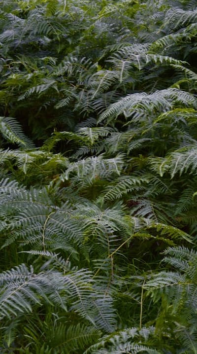 Shade garden, companion planting maximizing limited sunlight.