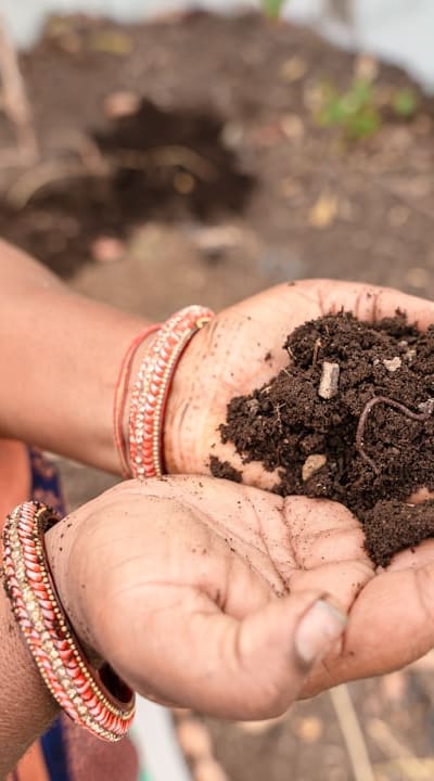 Adjust fertilization regimen for biennial flower seedlings.