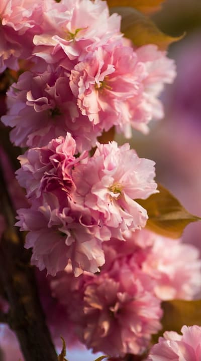 Proper fertilizing techniques for a thriving cut flower garden