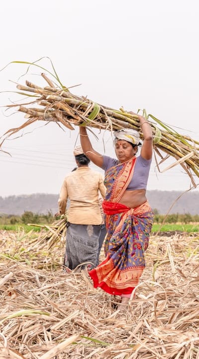 Alt text: Applying balanced fertilizer for healthy plant growth.