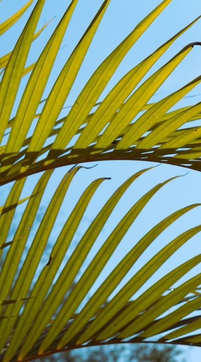 Fertilizing perennial flowers is essential for healthy growth.