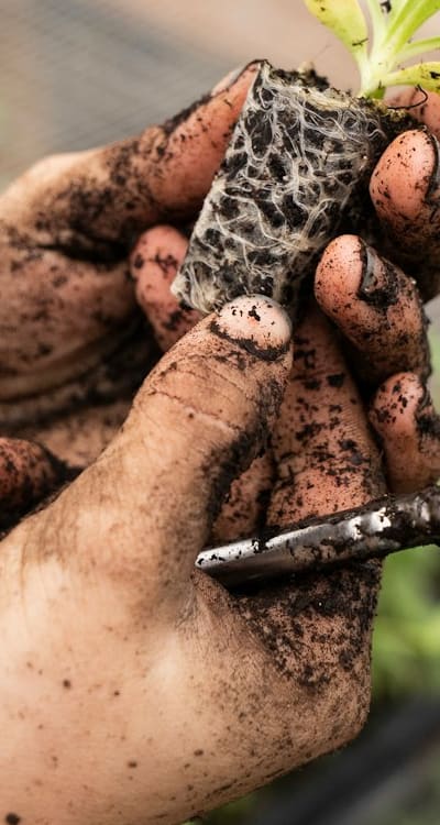 Organic gardening: optimizing nutrient balance for healthy fruit seedlings