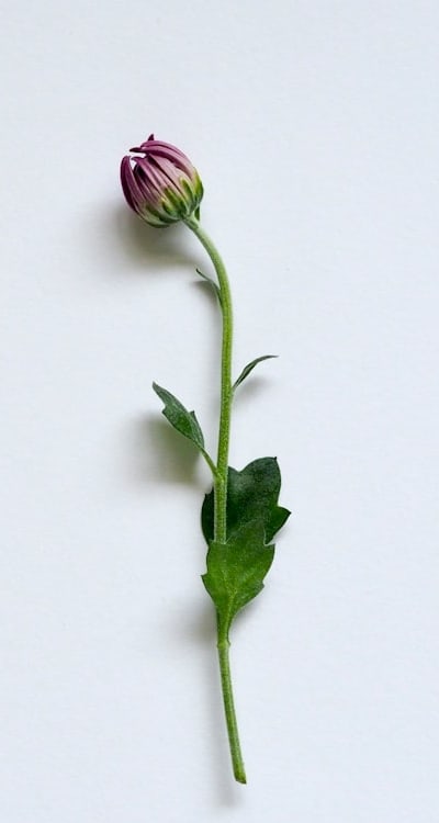 Harvest and enjoy vibrant flowers indoors.