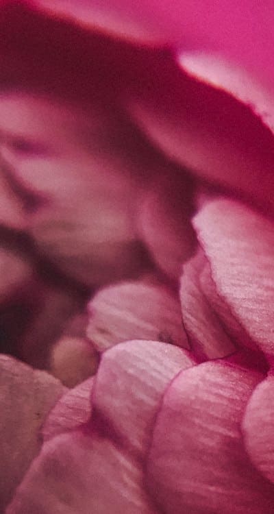 Tips for creating stunning floral arrangements