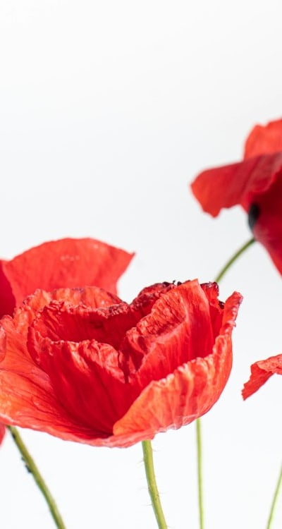 Calendula petals used in craft projects
