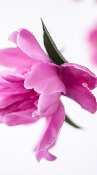 Alt text: Beautiful roses in various colors and stages of bloom