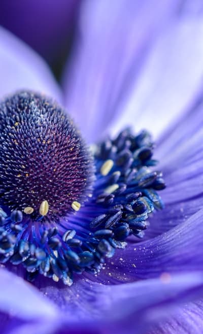 Proper nurturing and care for your fragrant flowers.