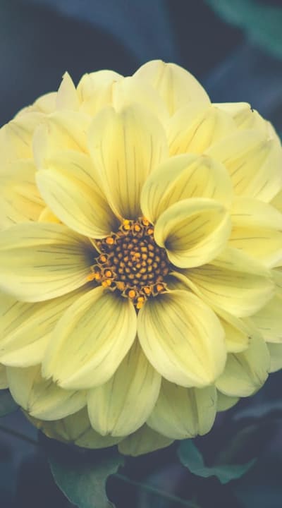 Planting fragrant flower seeds requires understanding ideal conditions.
