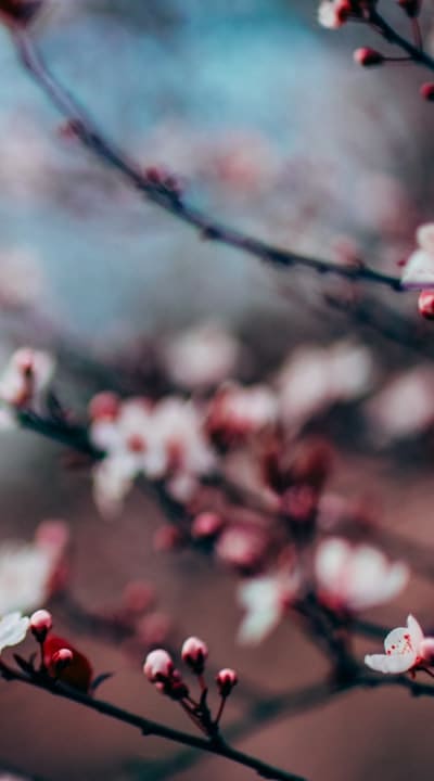 A guide to selecting the perfect fragrant flower seeds