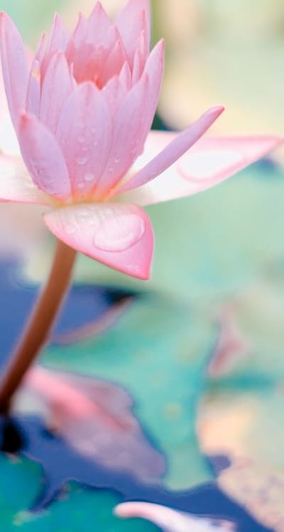 Lavender, Jasmine, and Sweet Alyssum: Fragrant Flower Seed Varieties