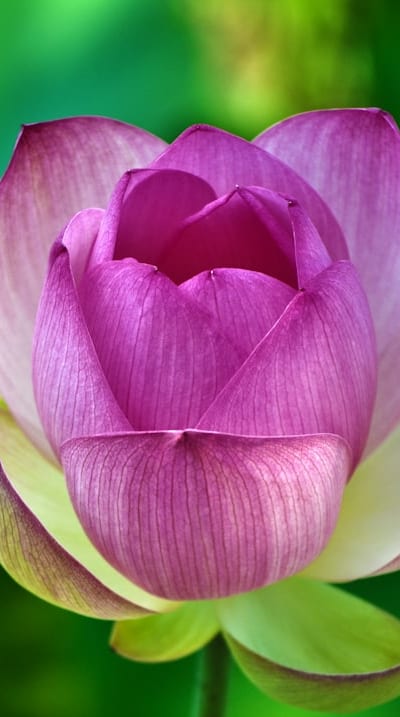 Choosing the right rare cut flower seeds