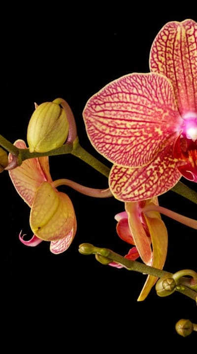 Follow seed starting instructions for successful perennial flower growth.