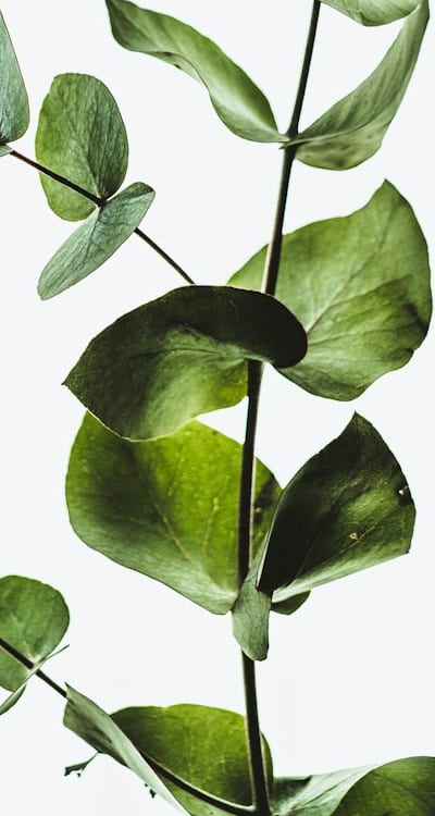 Preserving the beauty of cut flowers