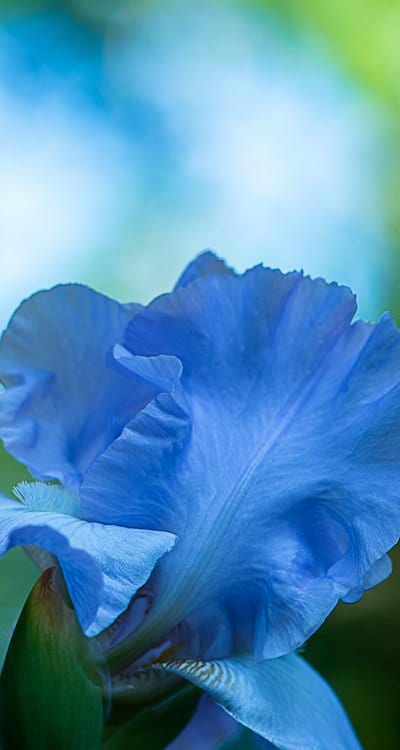 Customize your garden with diverse flower varieties