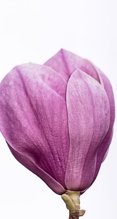 Alt text: Beautiful flower arrangements in vibrant colors