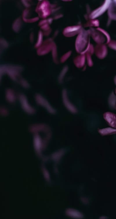 A beautiful bouquet of blooming flowers.