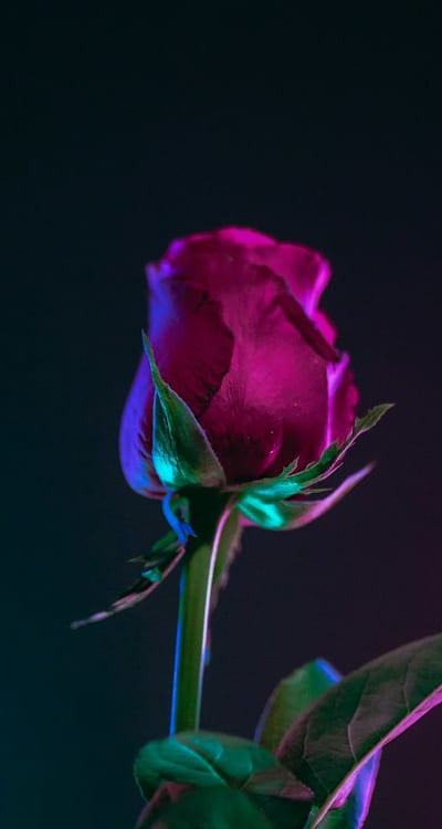 Bulbs being planted in a container garden.