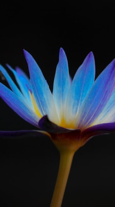 Collecting seeds from biennial flowers in the right timing.