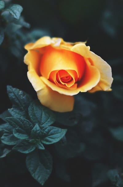 Mixing different flower heights and textures in a cottage garden container