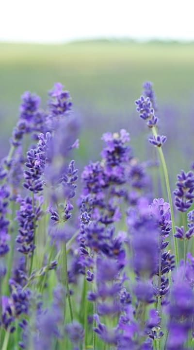 Transplanting perennial flower seedlings for optimal growth