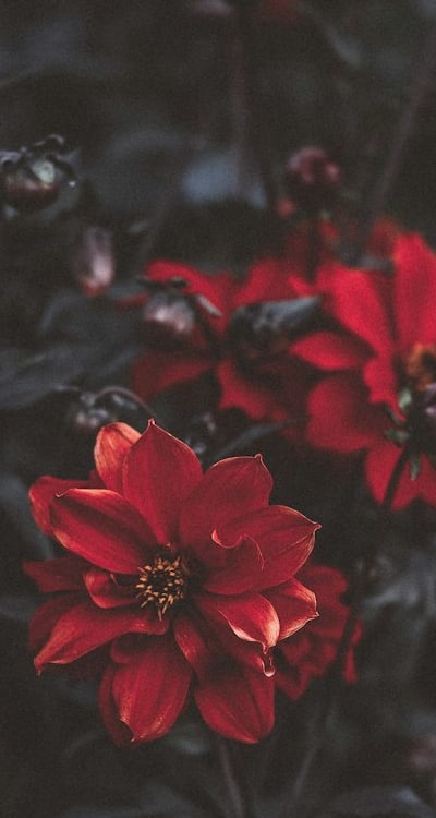 Gradual transition helps seedlings adapt to outdoor conditions.