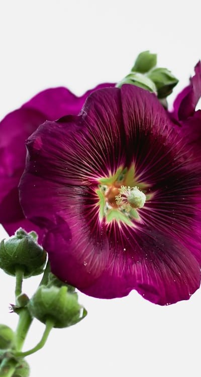 Growing organic annual flowers from seeds promotes sustainability and beauty.