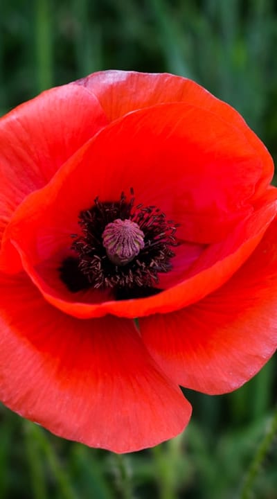 Germinating biennial flower seeds for a beautiful garden.