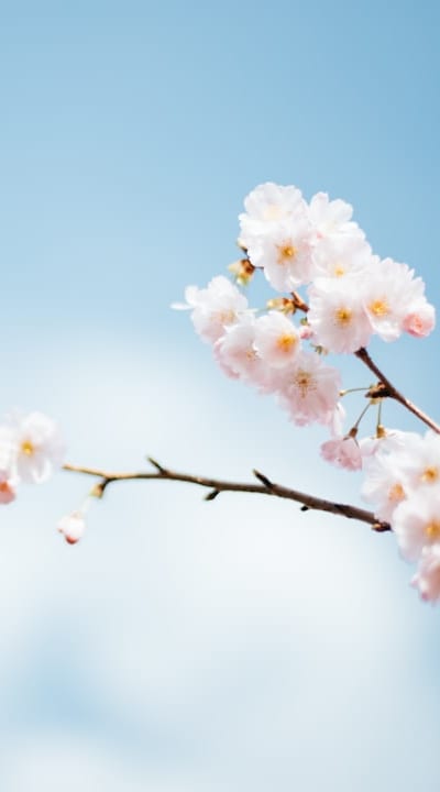 Biennial flower seeds - A guide to successful seed selection