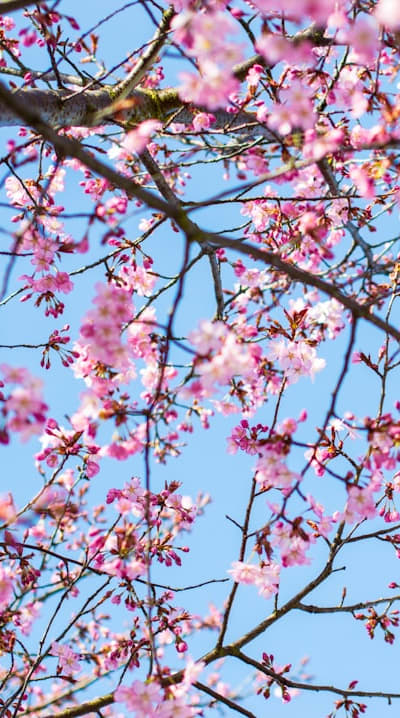 Rare cut flower seeds bring beauty and joy to gardening.
