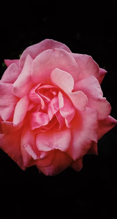 Learn how to plant and care for flower seeds