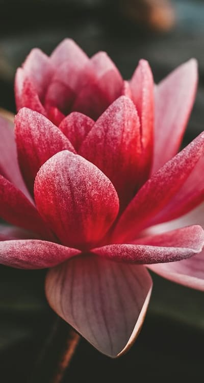 Choosing fragrant flower seeds based on climatic conditions.