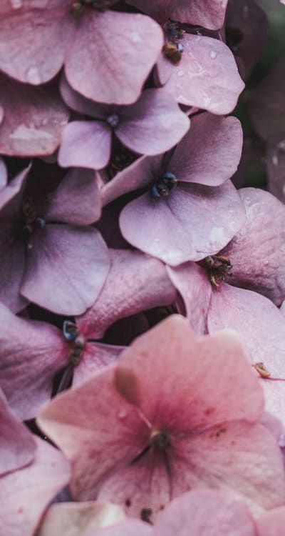 A row of colorful cottage garden flowers