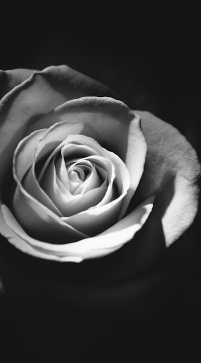 A guide to growing cut flowers from seeds.