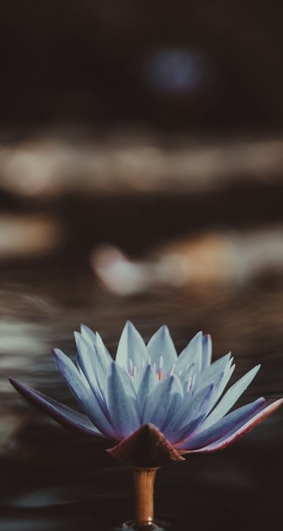 Choosing the right fragrant flower seeds for your garden.