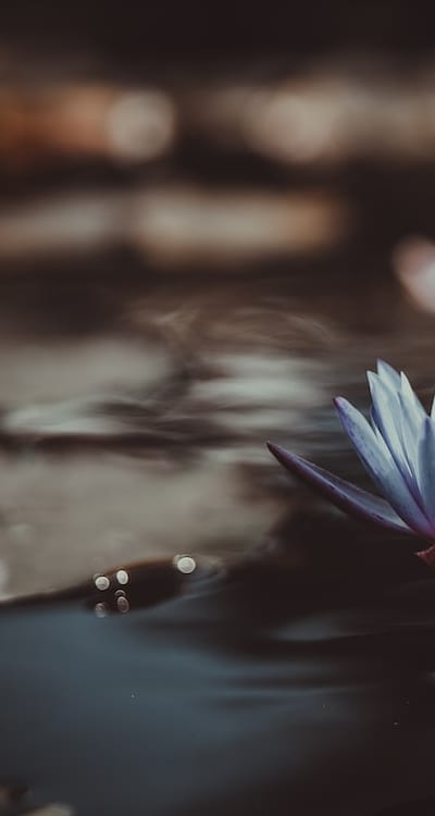 Choosing fragrant flower seeds for potpourri