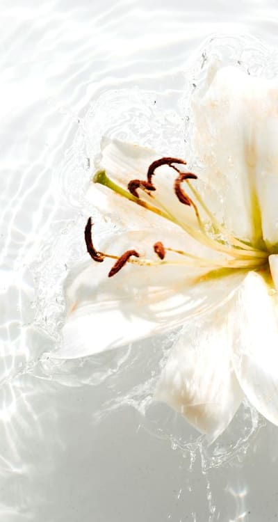 Achieve a thriving and fragrant garden with organic methods.