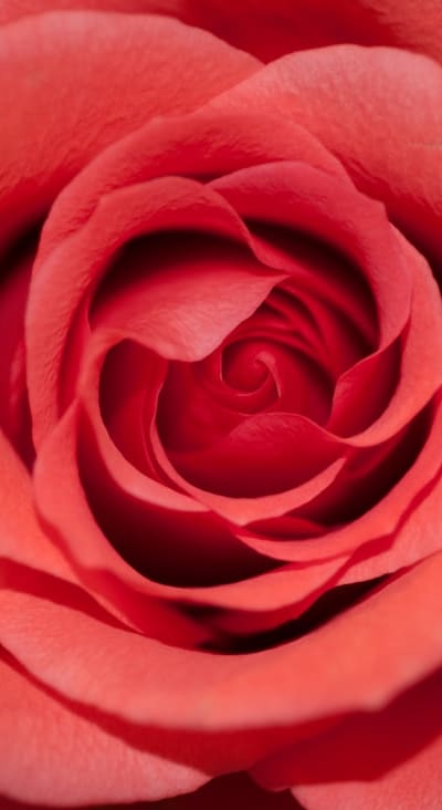 Biennial flower seeds ready for germination