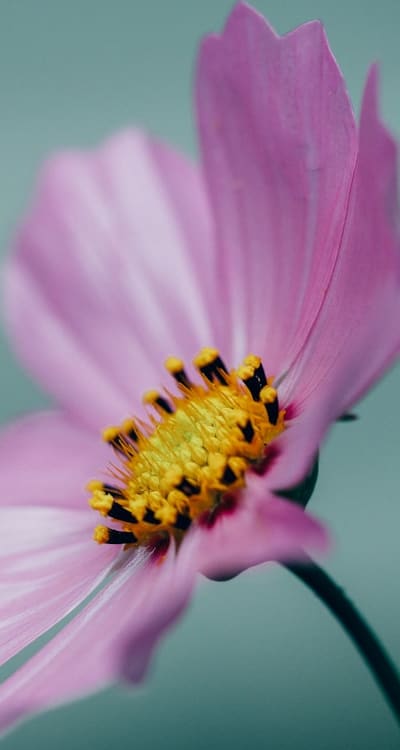 Planting and caring for native cut flower seeds.