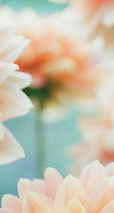 Certified organic flower seeds for sustainable gardening