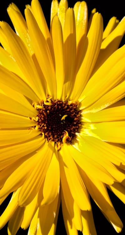 Growing organic flowers from seeds for a healthier planet.