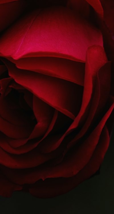 Alt text: Organic flower seeds in a garden