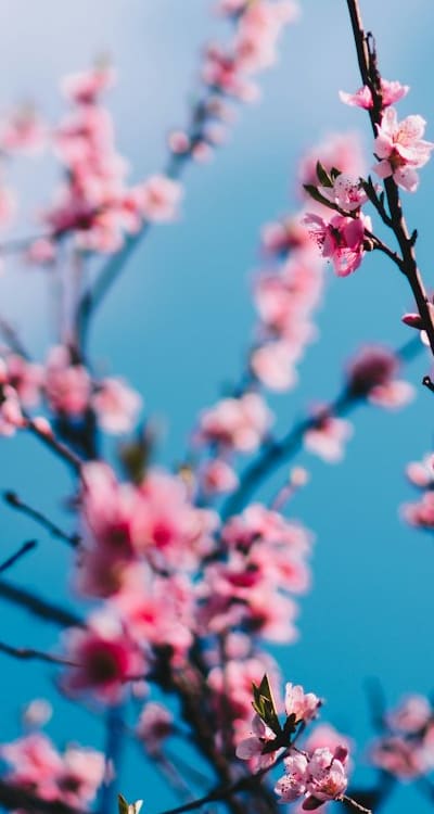 Alt text: Colorful perennial flower seeds for a vibrant garden