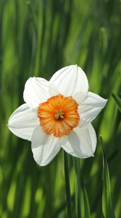 Choosing perennial flower seeds for a vibrant garden.