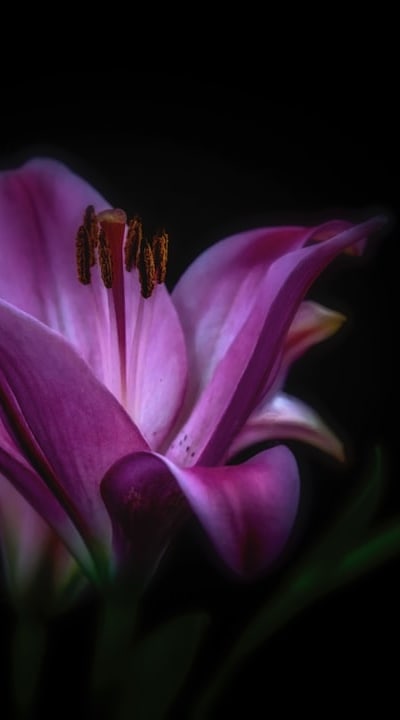 Selecting the right perennial flower seed suppliers.