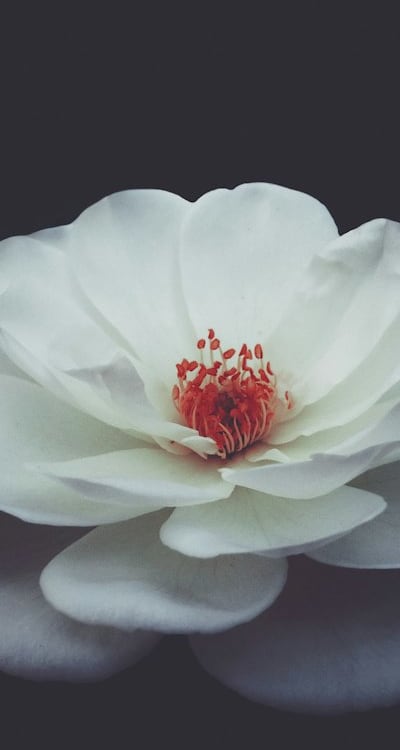 Starting perennial flowers from seed for unique and diverse plantings