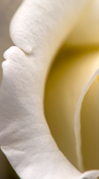 Choosing the right perennial flower seeds for your organic garden