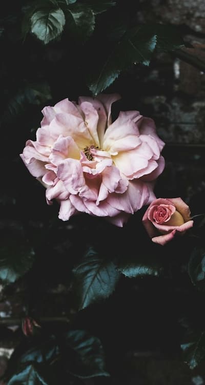 Taking care of biennial flowers for optimal growth