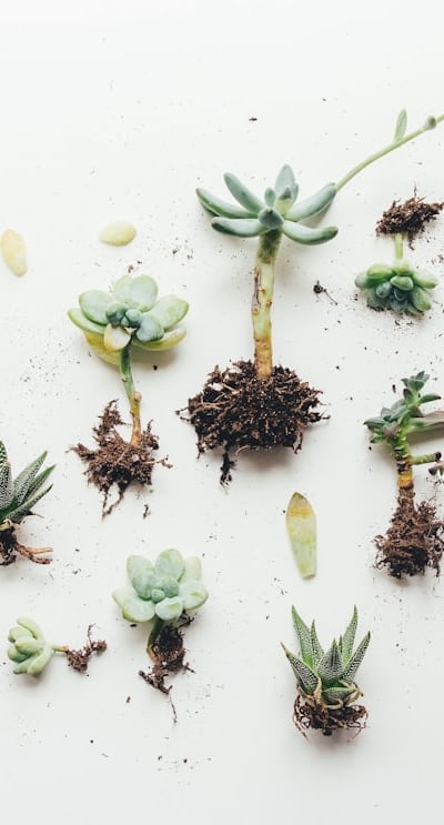 Growing rare cut flower seeds for conservation purposes.